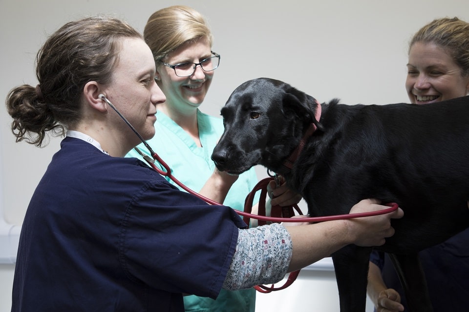 Vet and veterinary staff examine dog at Harper & Keele Veterinary School